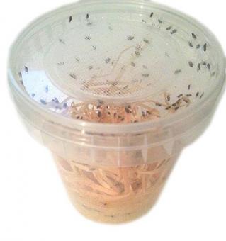 Drosophila hydei 500ml Dose Zuchtansatz 