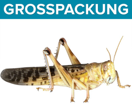 Wüstenheuschrecken Heuschrecken  gross 50 Stück